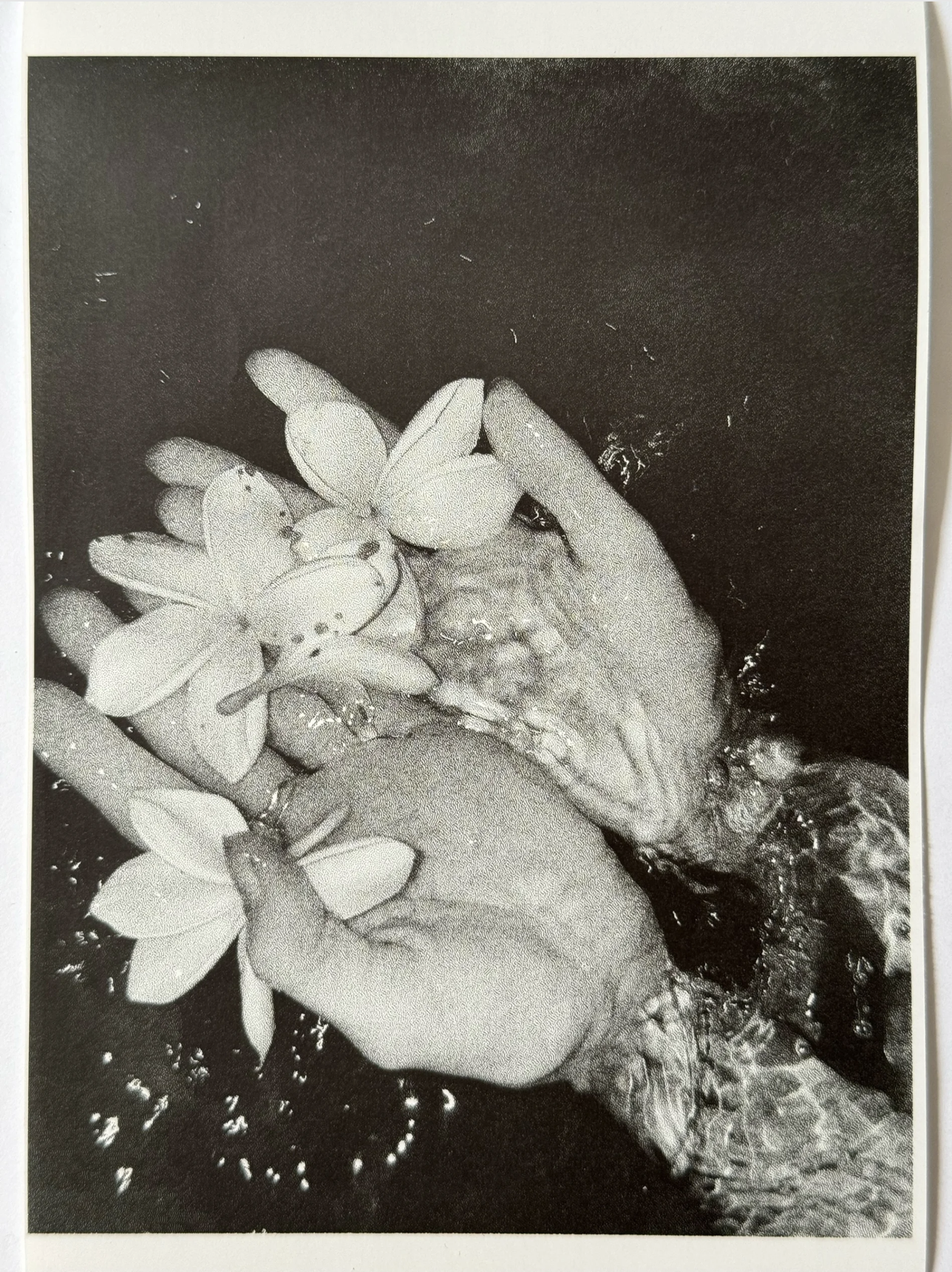 Bàn tay nâng hoa sứ trong nước